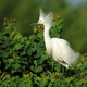 A snowy egret, a colonial wading bird that the pipeline must avoid during construction. Photo: Michael McCarthy / Flickr